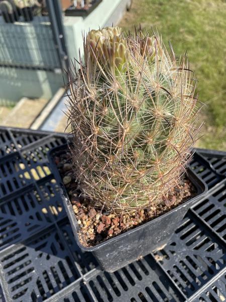 Echinomastus laui